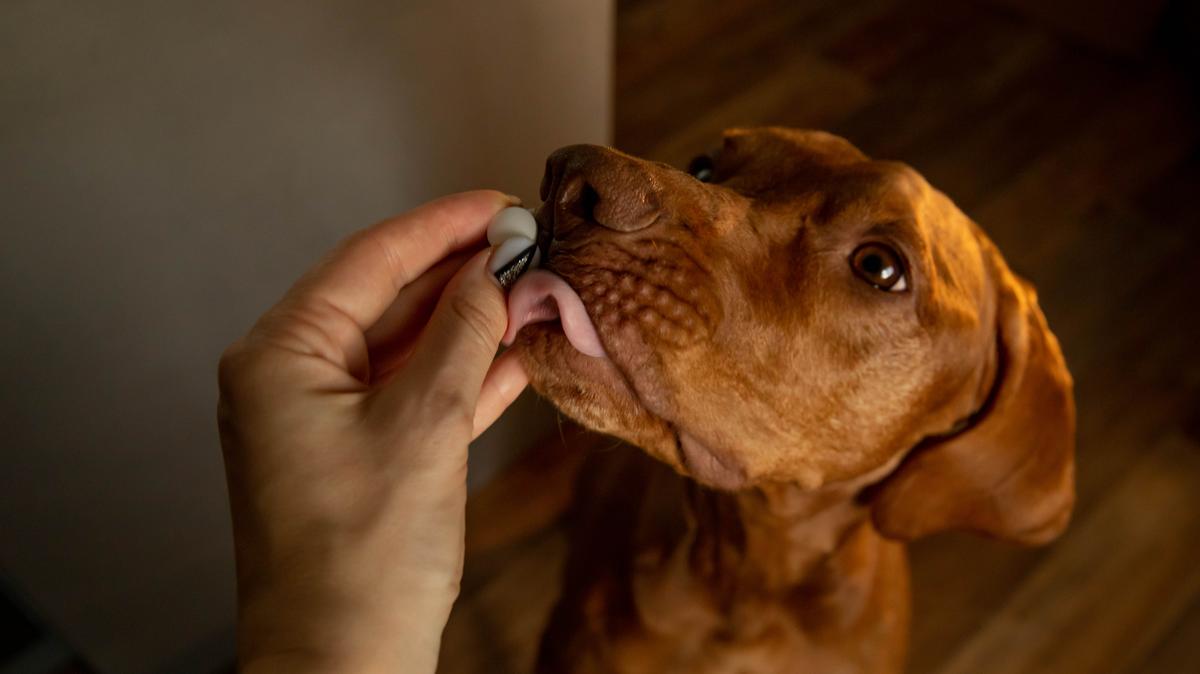 A stock image of a pill for dog in the hands of the owner. 