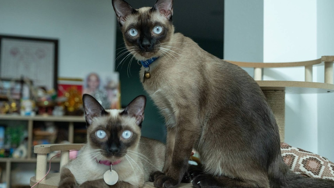 Siamese Cat Siblings Who Never Get Along Finally Cuddle, and Mom Can't Believe It 