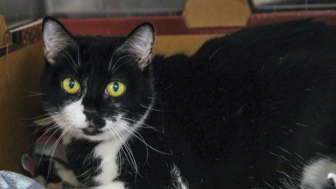 Move Over, Penguins: This Unique Tuxedo Cat Has Perfected the Art of Standing on Two Legs 