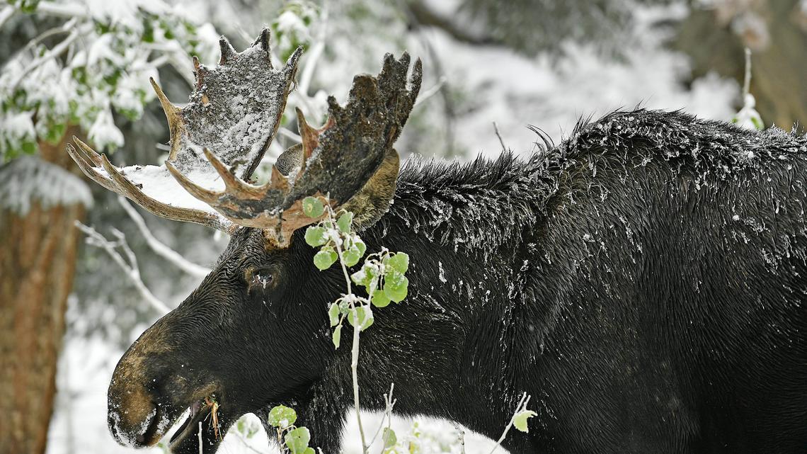 Moose attacks dog walker in Colorado mountains near Winter Park 