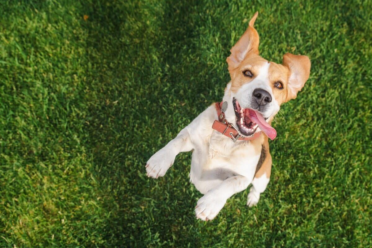 An excited Beagle hopping up on their hind legs.