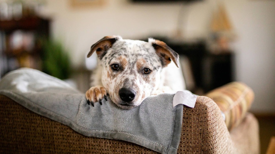 Australian Cattle Dog With Shakira-Level Twerking Skills Has a ‘Mexican Wedding Cookie' Coat 
