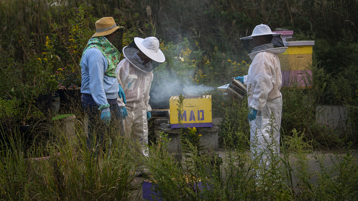Amelia Mraz (left), Amanda Geraci (center), and chef Natasha Pham are near their Half Mad Honey's hives in Philadelphia. They use their beehives for mental health therapy. (Jose F. Moreno/The Philadelphia Inquirer/TNS)