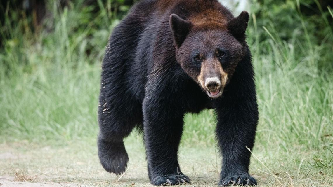 Black bears are emerging from their California dens. Here’s how to stay safe
