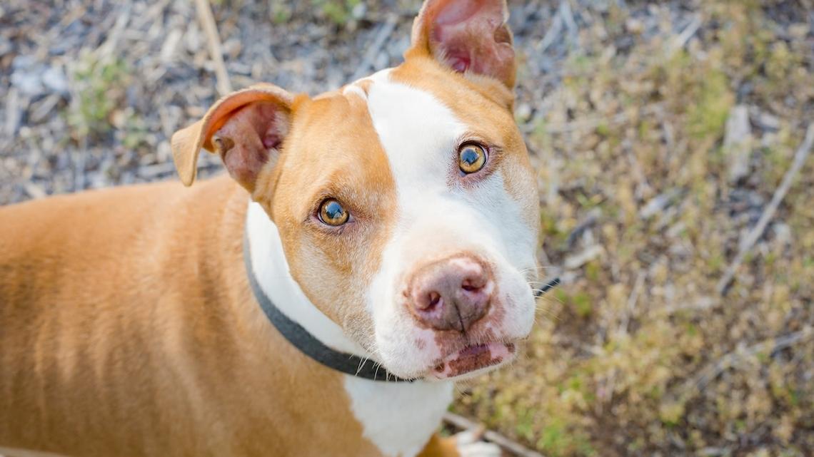 Pit Bull Has No Idea How To React When Meeting a Sphynx Cat for the First Time 