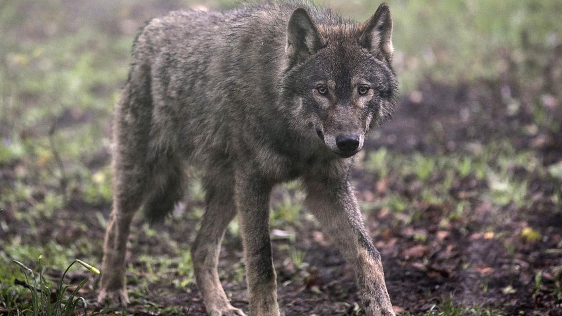 BRISTOL, ENGLAND - MARCH 13:  A young male wolf, one of five that has recently arrived, explores its new enclosure at The Wild Place Project on March 13, 2014 in Bristol, England. A pack of five all male European grey wolves are the latest residents at the recently opened attraction which is an extension of Bristol Zoo Gardens, just off junction 17 of the M5. Originally from Scotland, the wolves and are now living in the new Wolf Wood exhibit; an area of woodland at The Wild Place Project which has been left as natural as possible to replicate their native woodland habitat in Europe.  (Photo by Matt Cardy/Getty Images)