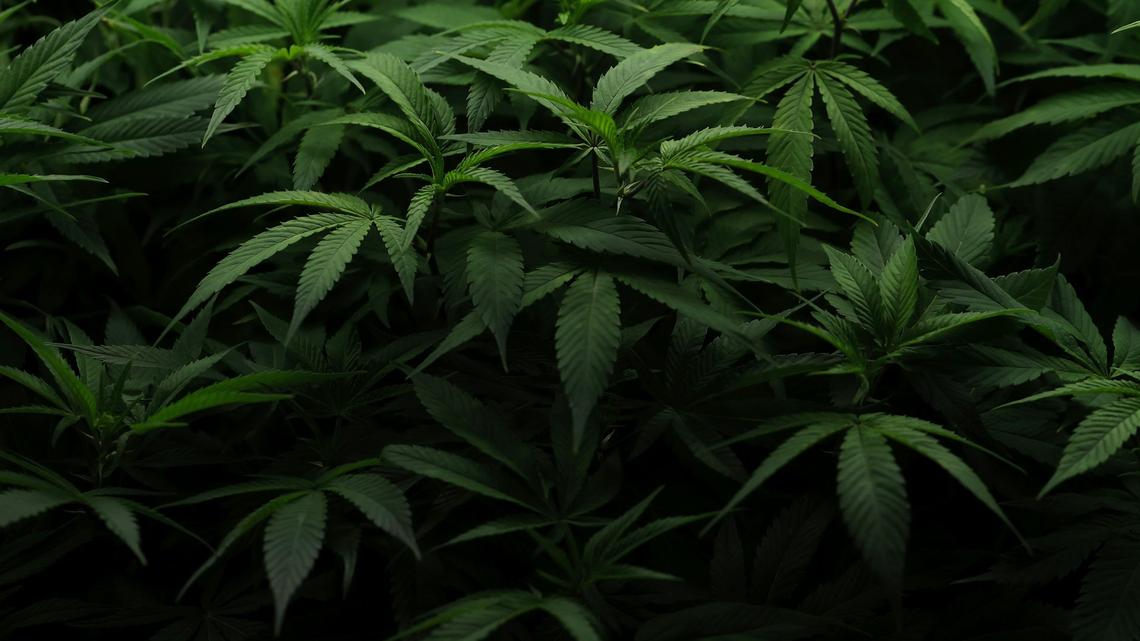 Cannabis plants are seen at Harborside Oakland Dispensary on Aug. 11, 2025, in Oakland, Calif. 