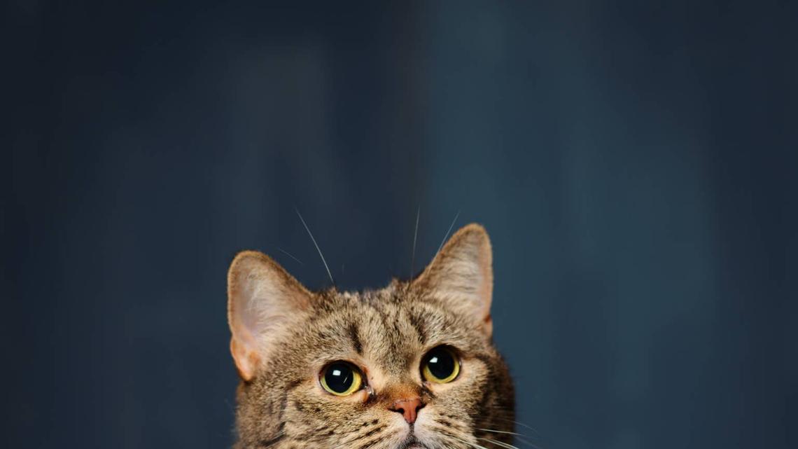 Munchkin Cat Meets a Pillow That Looks Exactly Like Her -- and the Drama Is Real 