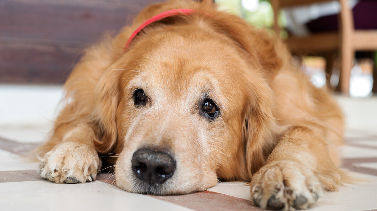 A senior Golden Retriever lying on the floor.