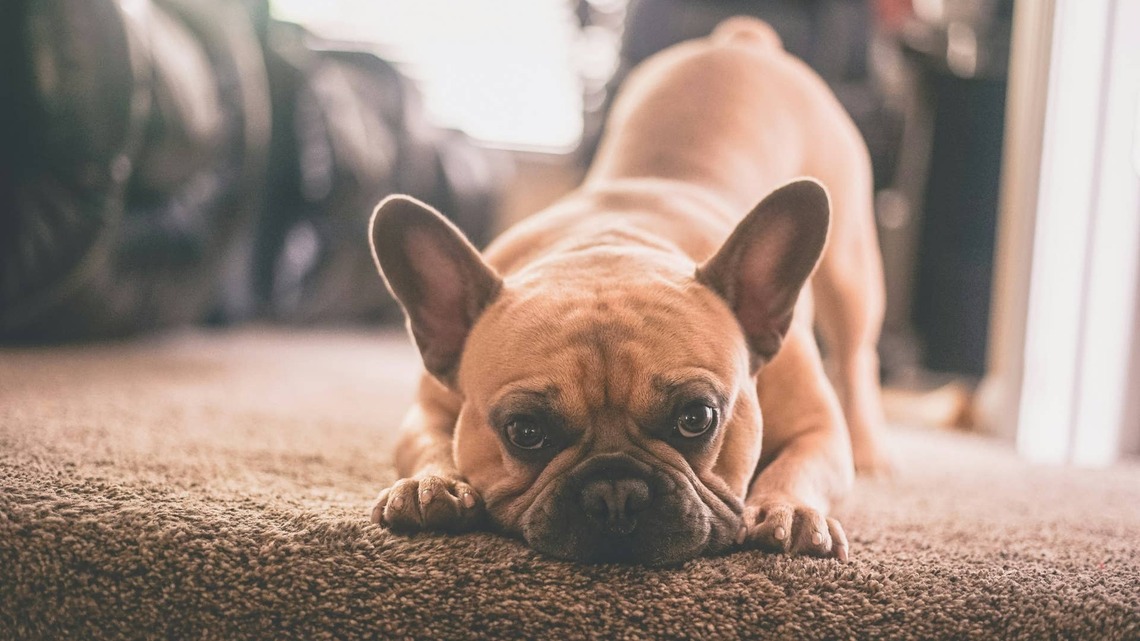 Tiny French Bulldog Puppy With Cleft Palate Makes Her 'Big Feelings' Loud and Clear 