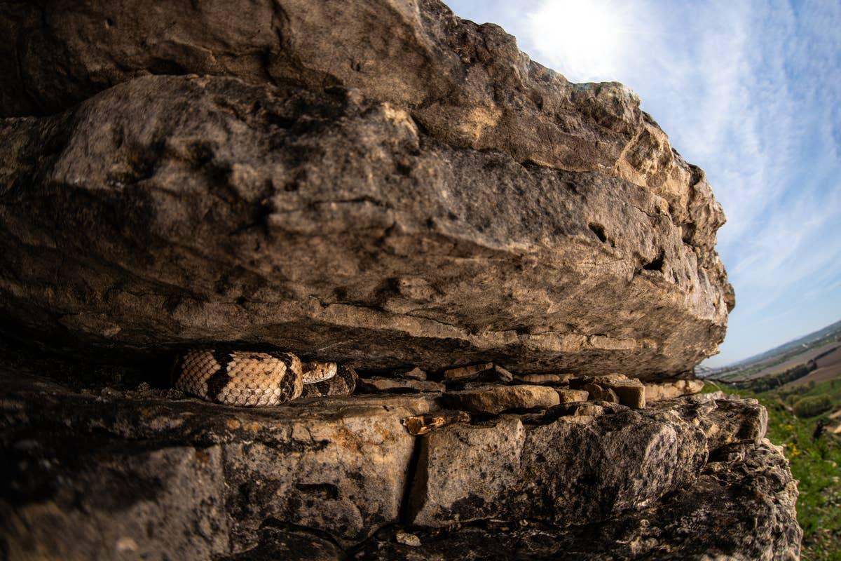  Rattlesnake hotspots in Missouri include some of the state's highest elevations.