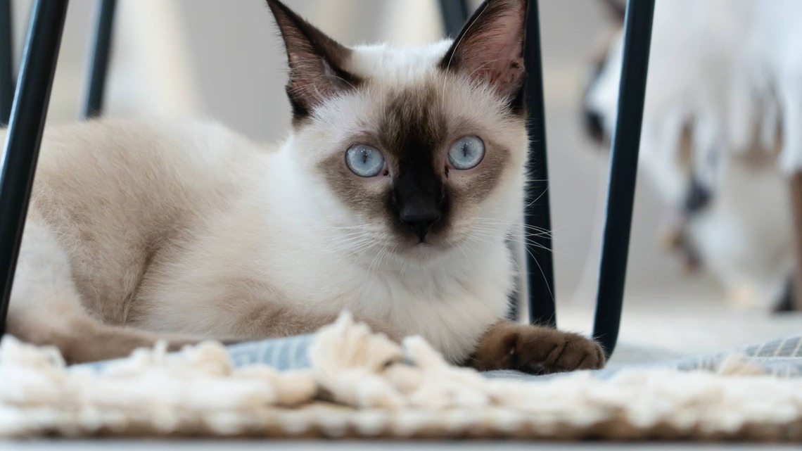 Rescued Stray Kitten Legit Goes From Rags to Riches Overnight 