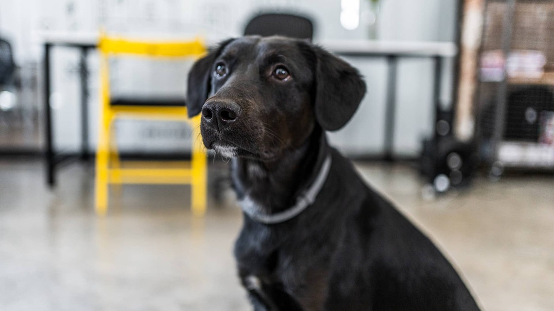This Black Lab's Daily Schedule Is Packed, and We Can't Stop Laughing About It 