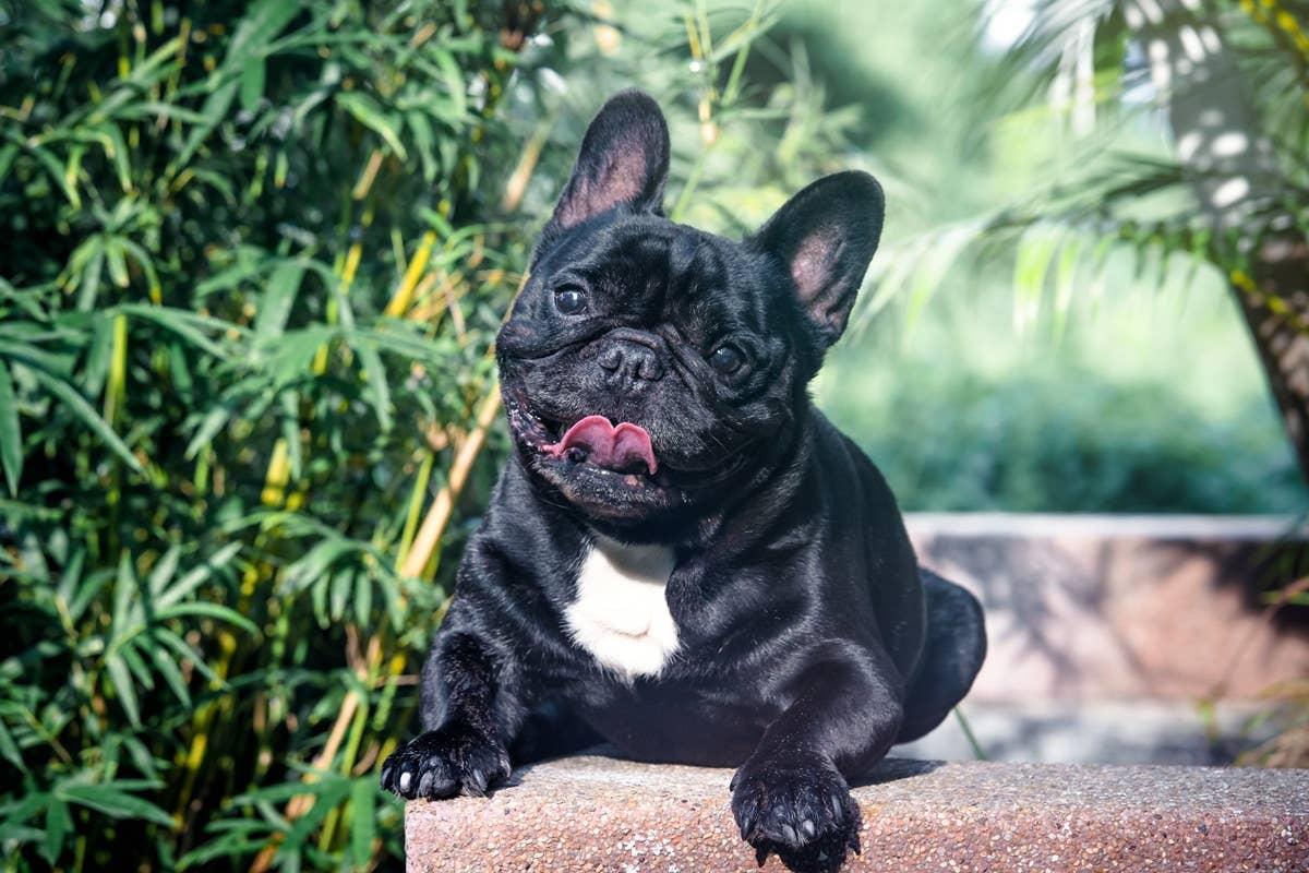  A French Bulldog hanging out in its small yard.
