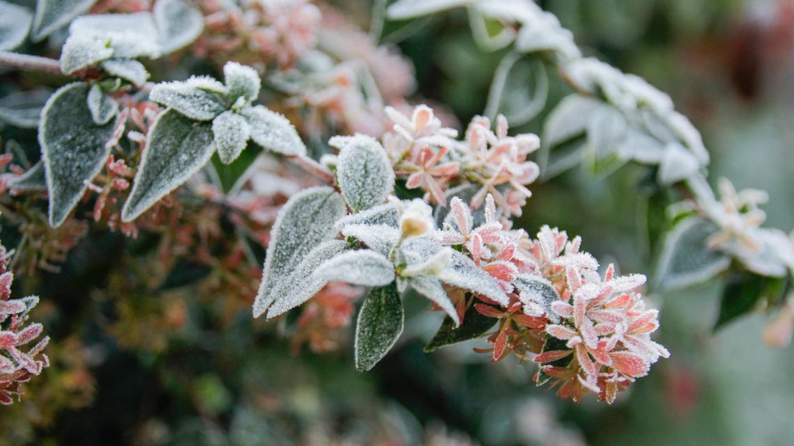 Don't Prune Frost-Damaged Shrubs Just Yet-Here's Why 