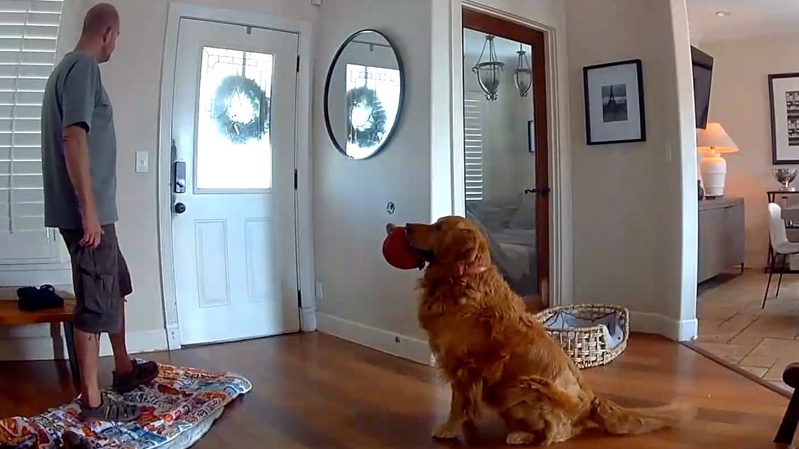 'Worst guard dog.' Watch Golden Retriever try to play with suspected intruder 