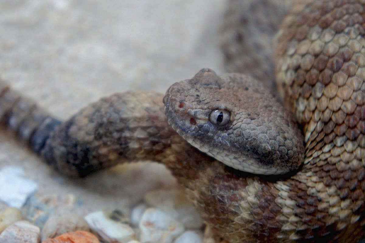  A rattlesnake coiled up near a home.