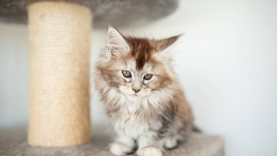 Maine Coon Kittens Trying Chicken for the First Time Is Pure, Adorable Chaos 
