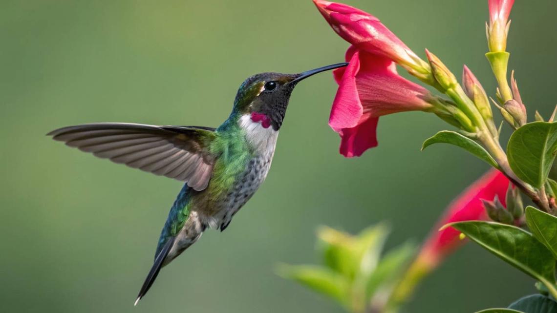One-of-a-Kind Purple Hummingbird Is an Actual Glitch in the Matrix 