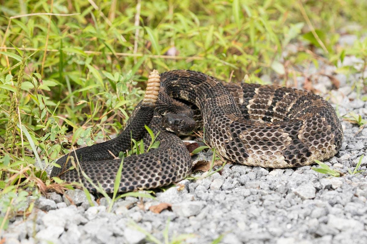  Zaleski State Forest is known for rattlesnake sightings.