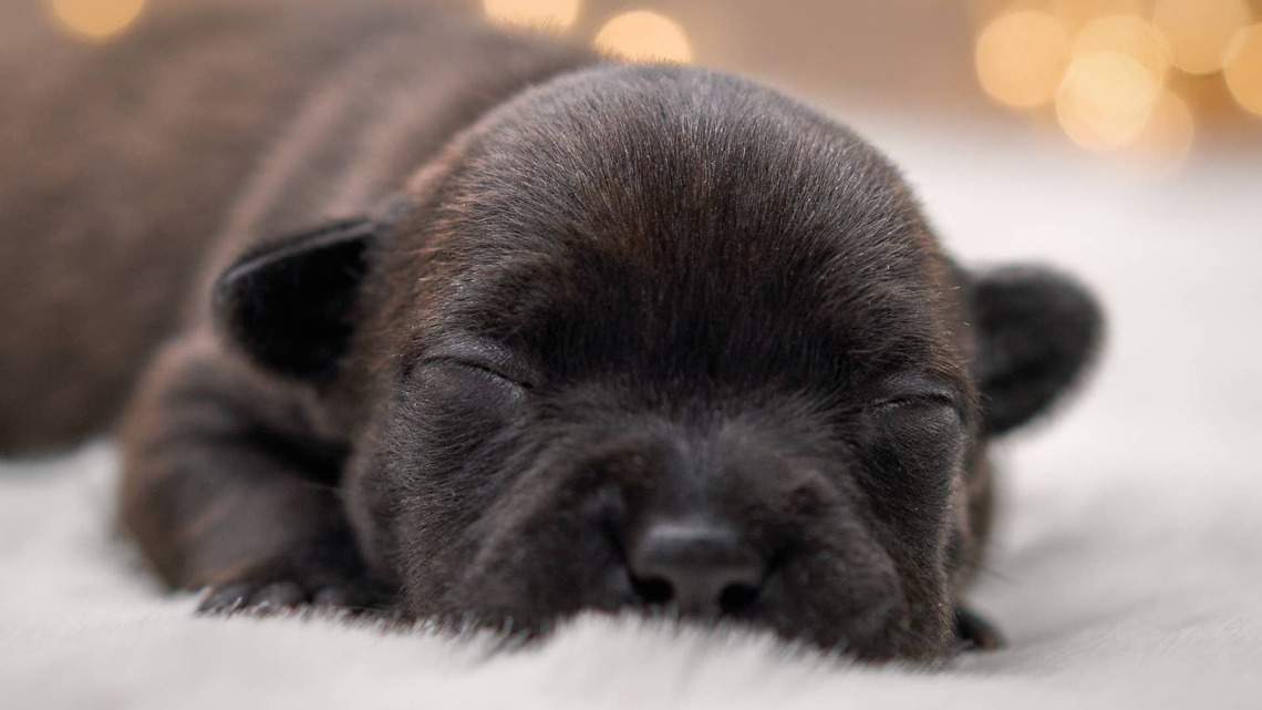 Mic'd Up Puppy Makes The Cutest Sounds in Viral Video 