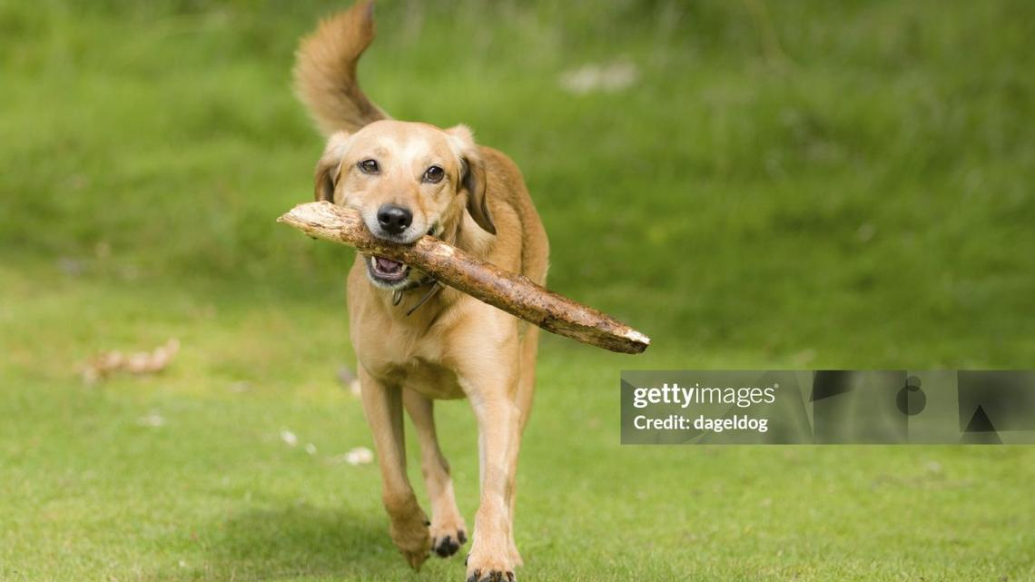 Dog Brings His Tortoise Best Friend a Stick and His Tail Won't Stop Wagging 