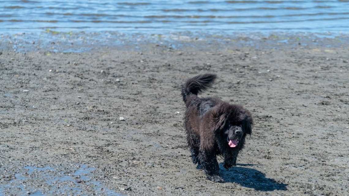 Newfoundland Shows His Puppy Sister Her First Beach Sunrise, and It's Pure Magic 
