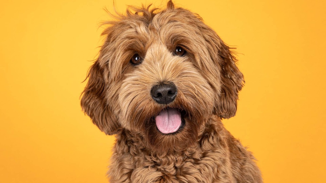 Labradoodle Shares Life Lessons We Could All Learn From 
