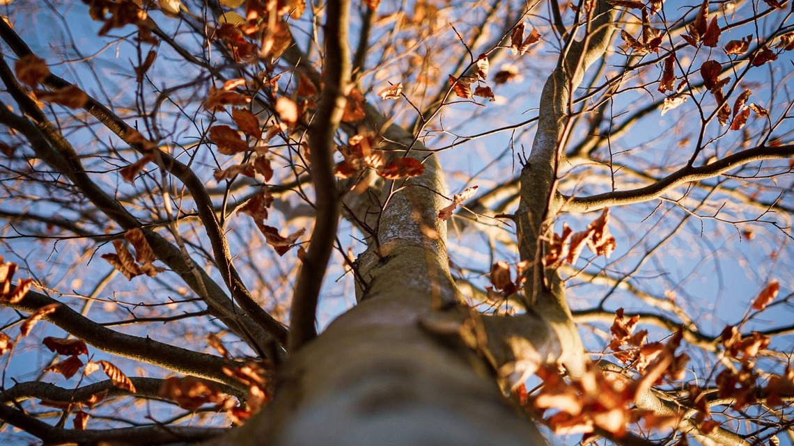 Why Are My Tree Leaves Turning Brown? How to Diagnose the Cause From the Leaves 