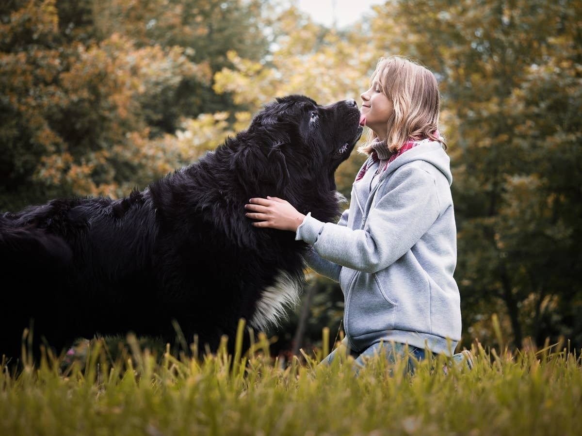  A young girl getting a kiss from a Newfoundland.
