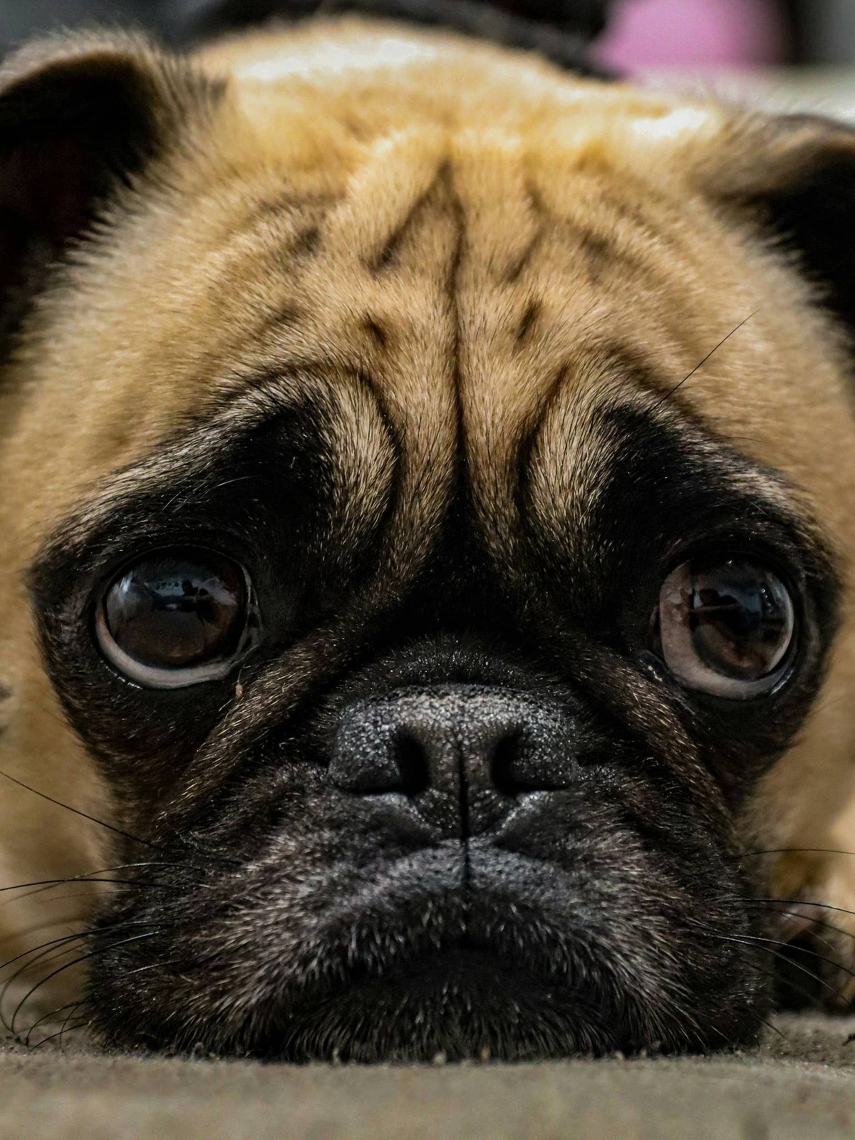  Stressed looking pug.