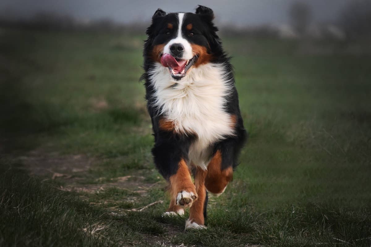  Bernese Mountain Dogs are gentle giants with calm, affectionate personalities.