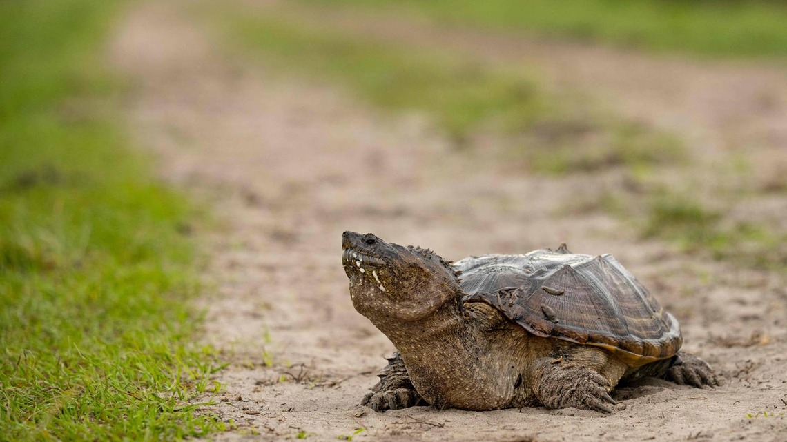 Herd of Horses Meeting a Snapping Turtle for the First Time Has the Internet Cracking Up 