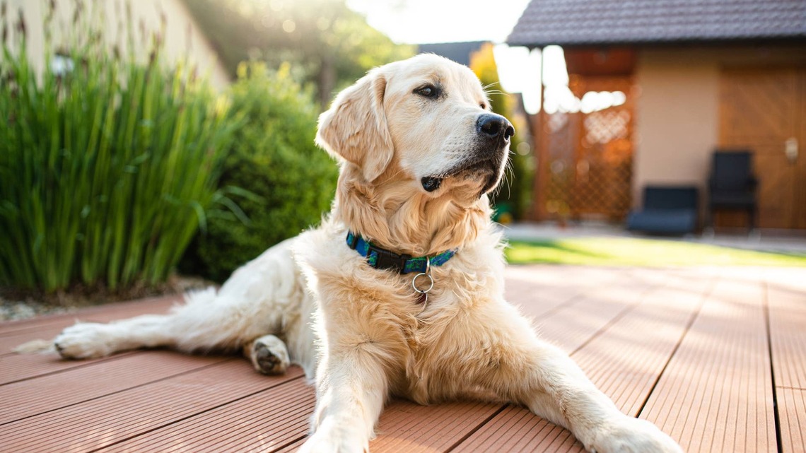 Golden Retriever Throws the Cutest 'Stomp Tantrum' When He Realizes His Favorite Cafe Isn't Open Yet 
