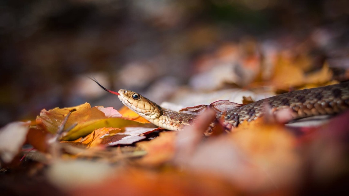 If You See These Snakes This Fall, Transformation May Be Coming, According to an Astrologer 