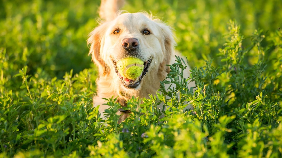 Golden Retriever Refuses To Roughhouse With Mom After Battling Dad 