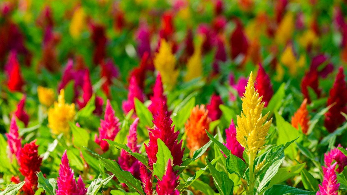 Skip the Mums - This Stunning Fall Flower Is Brighter and More Vibrant 