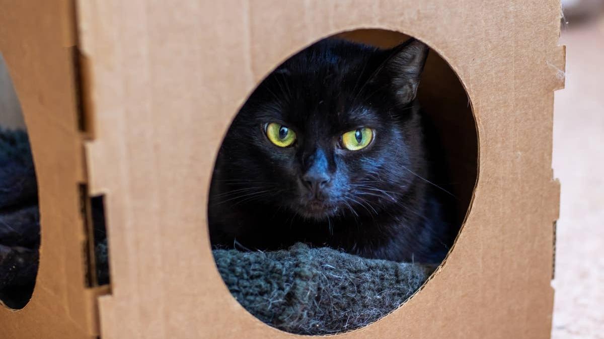 A black cat plays inside a cardboard box.
