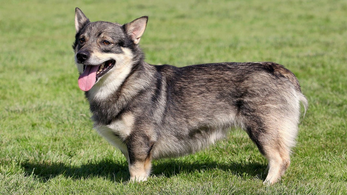 Swedish Vallhund Puppy Loses His Mind When He Sees the New Neighbors for the First Time 