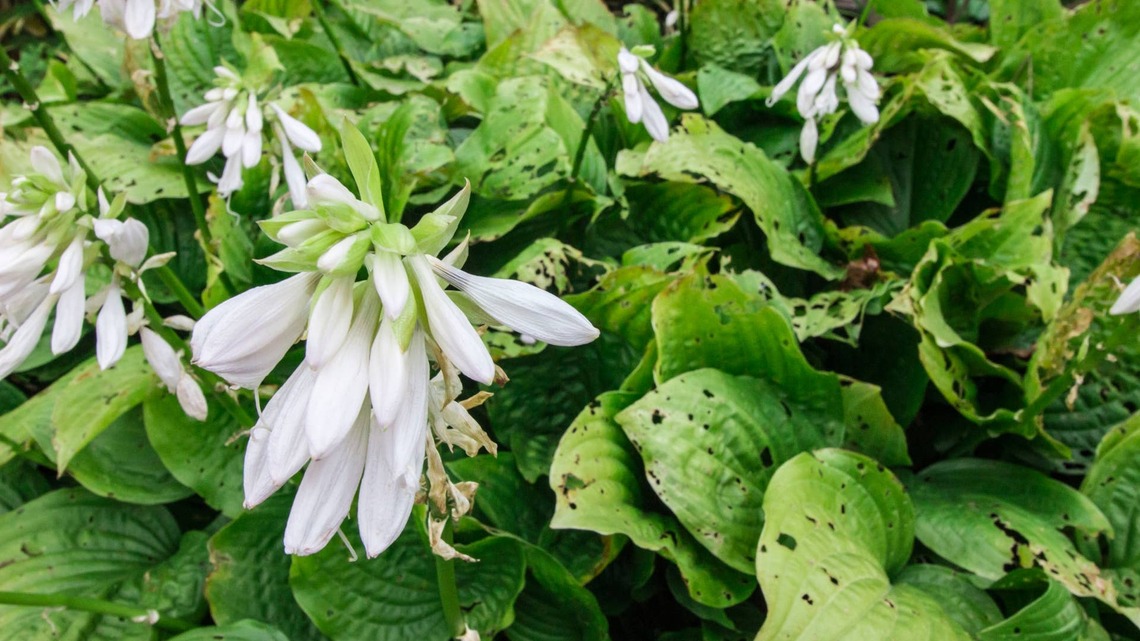 Do Your Hostas Have Holes? Here's What's Going on and How to Stop It 