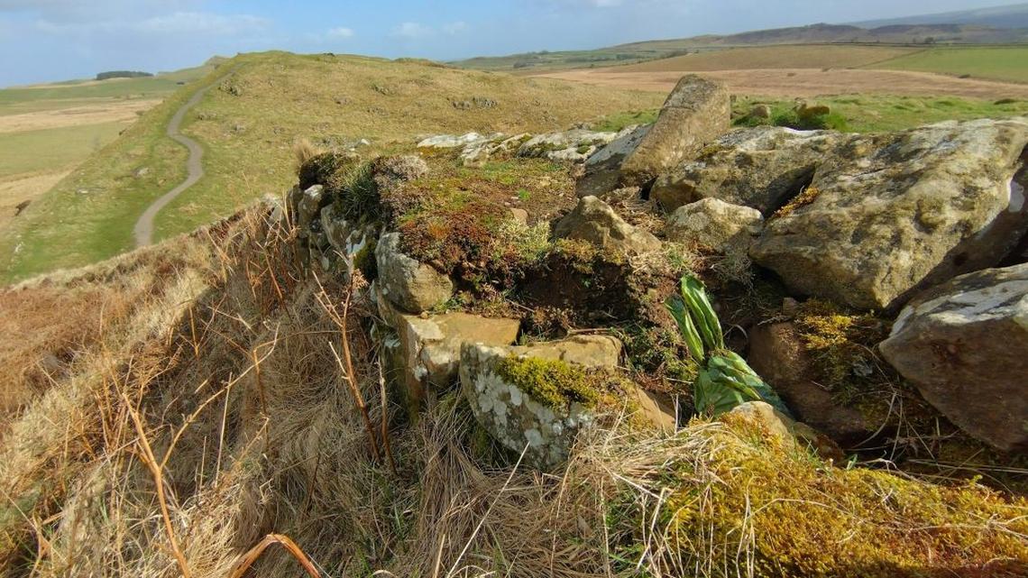 National landmark covered in dog poop bags