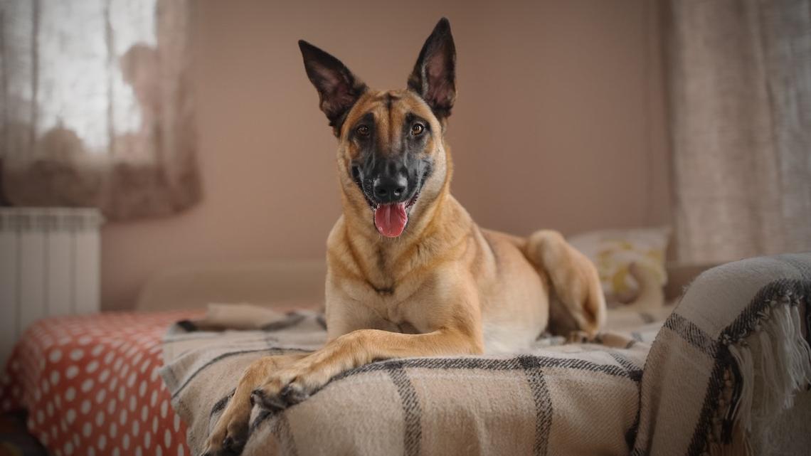 Belgian Malinois Has Perfect ‘Baby Yoda Ears' and Everyone Is in Love 