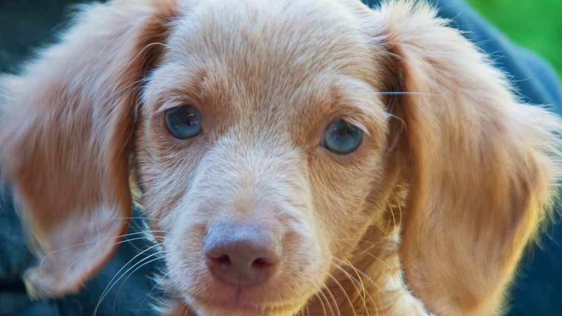 Dachshund Puppy and Baby Boy Growing Up Together Are the Cutest Proof That Friendship Only Gets Better With Age 