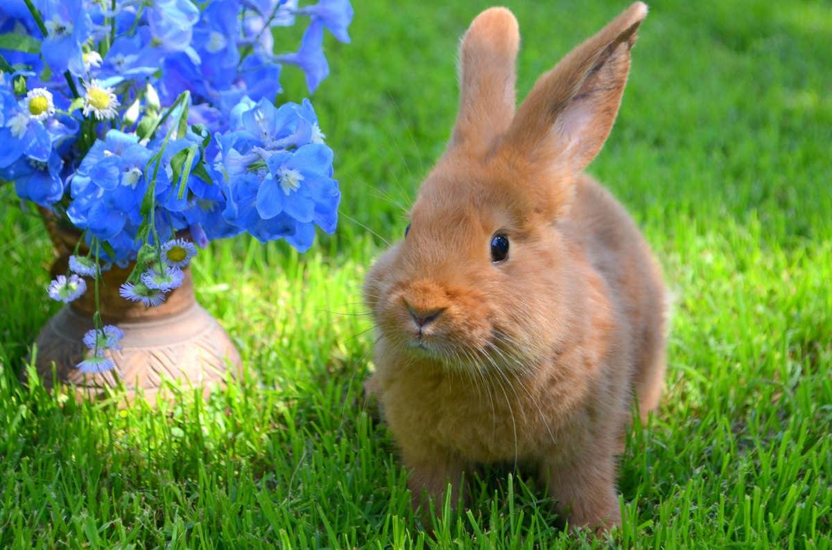  A sweet and kind pet rabbit playing near flowers.
