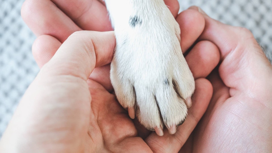 Dog's Final Goodbye to His Best Friend Has Everyone in Tears