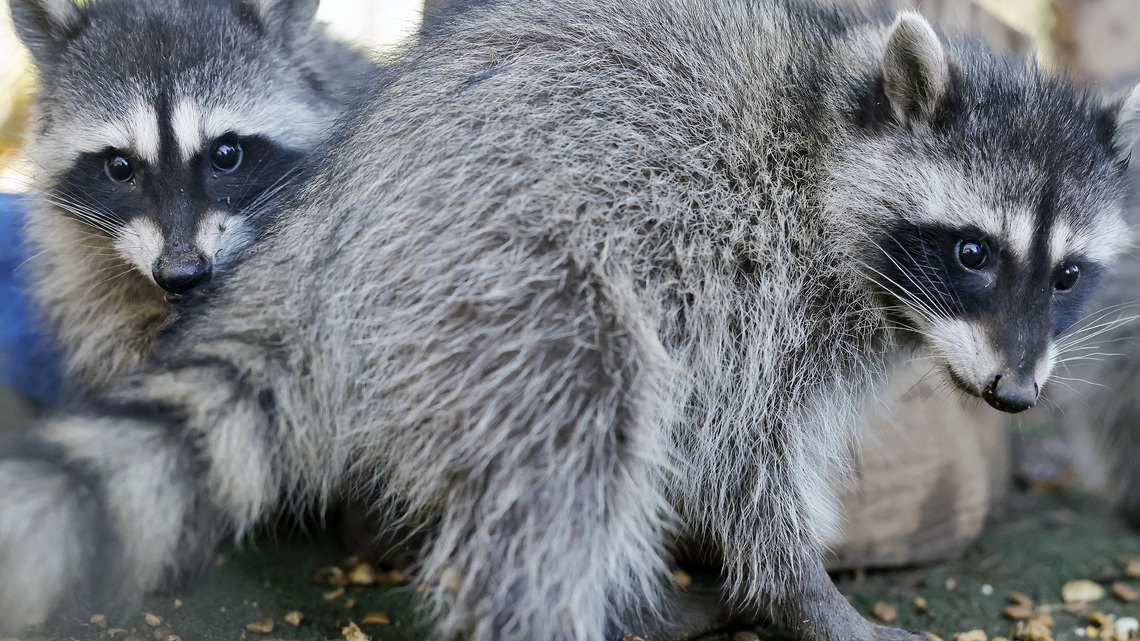 First rabid raccoon case in LA County in more than 50 years sparks warning 
