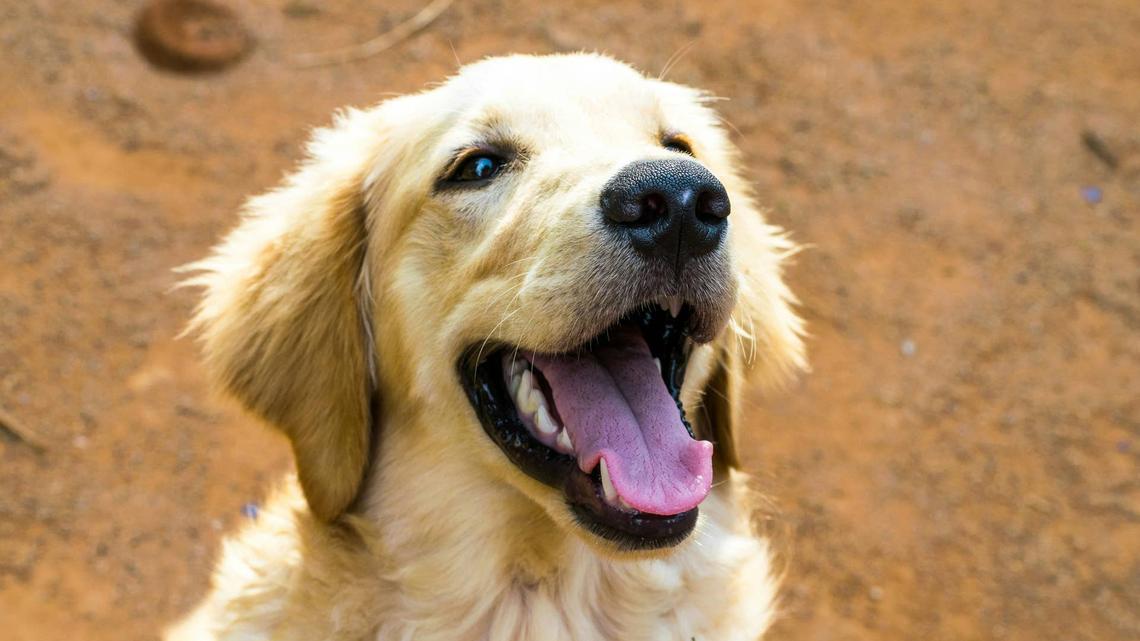 'Apartment' Golden Retriever Finally Gets His Own House and We Can't Stop Smiling 