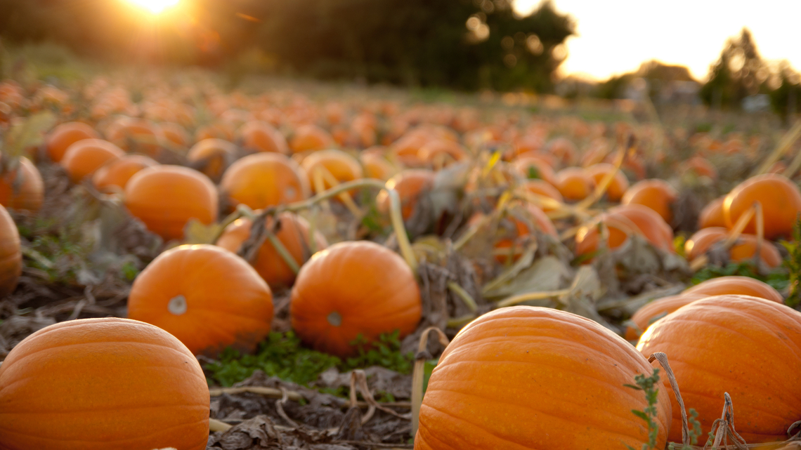 Commentary: Pumpkin patches shouldn't come with a health warning 