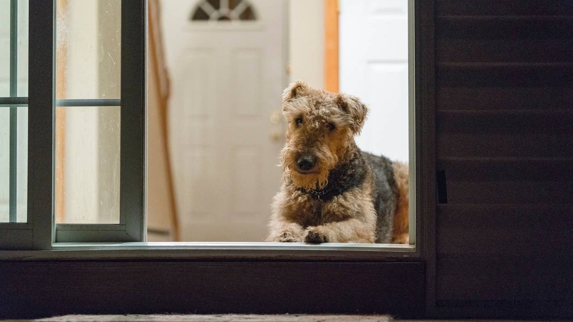 If Your Dog Refuses to Go Outside at Night, This Is Why, According to a Vet 