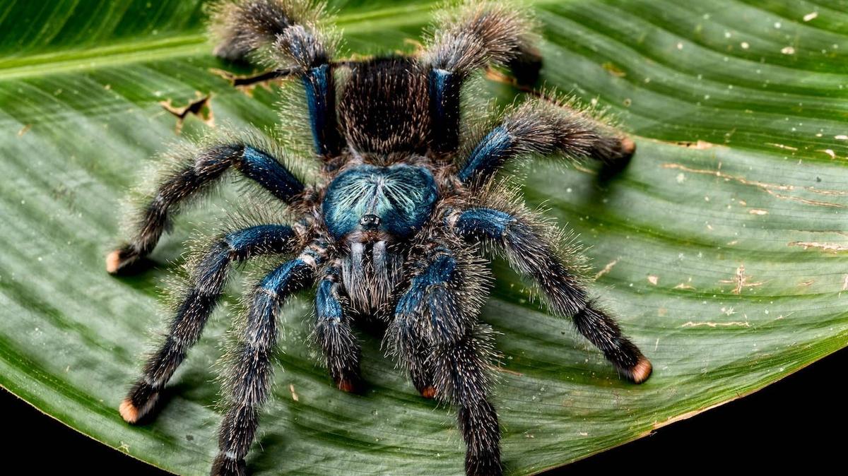 A Jumping Spider sitting on a human hand. 